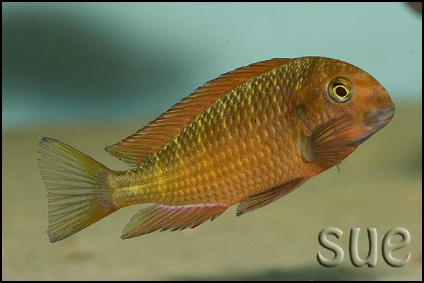 Tropheus sp. 'red' Chimba
